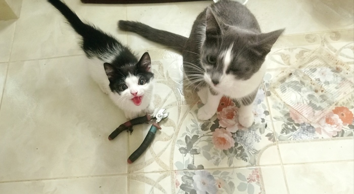 Купите кусачки!