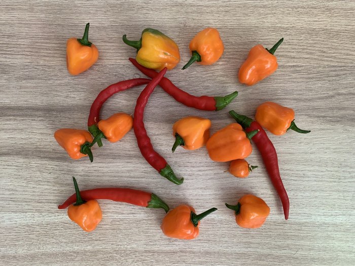 Что такое ghost pepper. Смотреть фото Что такое ghost pepper. Смотреть картинку Что такое ghost pepper. Картинка про Что такое ghost pepper. Фото Что такое ghost pepper