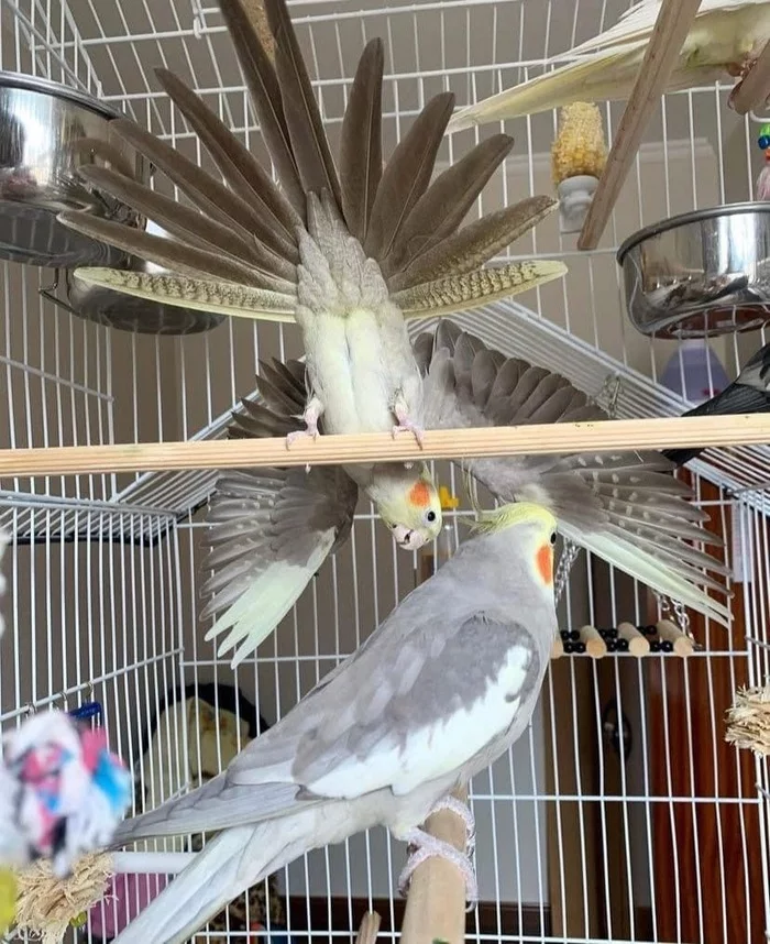 Eagle - A parrot, Corella, The photo