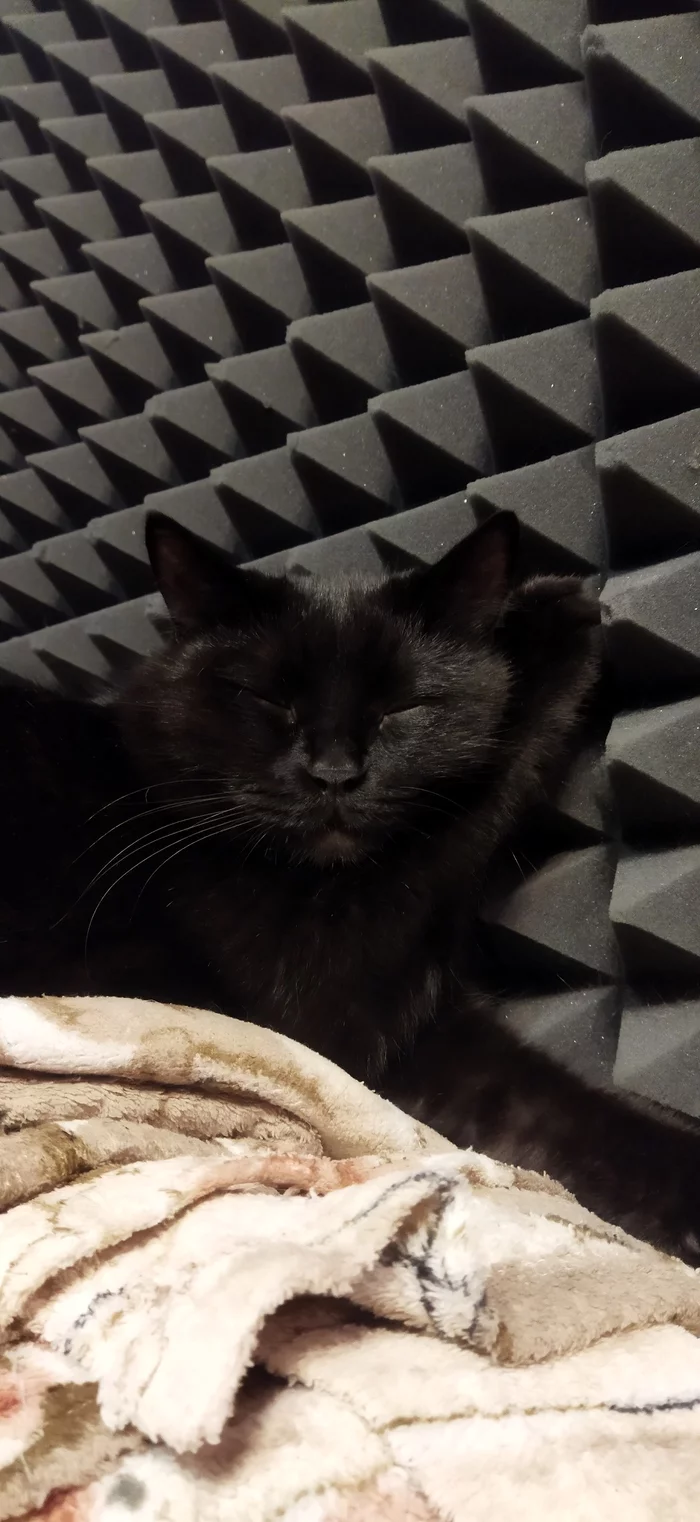 Black cats are luxurious - Black cat, Dream, Longpost, cat