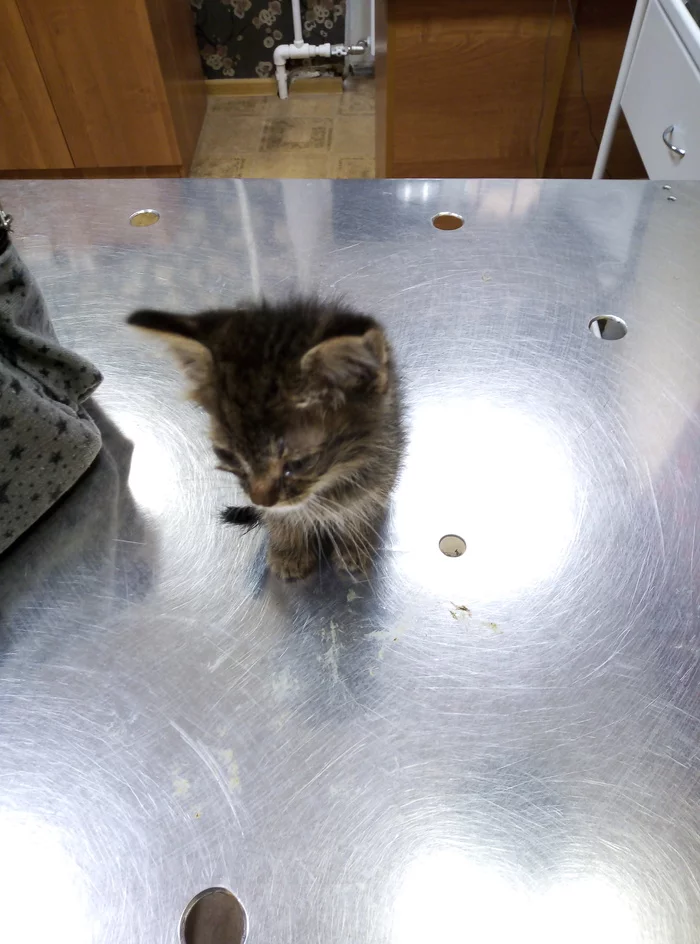 Well, kitten again - My, cat, Foundling, Animal Rescue, Longpost