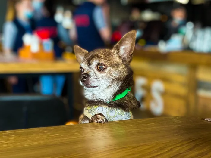 When you come to the bar and you are waiting for your cocktail - My, Dog, Photo on sneaker, Bar, Friend, Together, Chihuahua