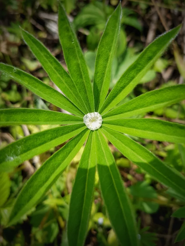 Diamond - My, Diamonds, Flowers, Dew, The photo, Greenery, Morning, Lupine