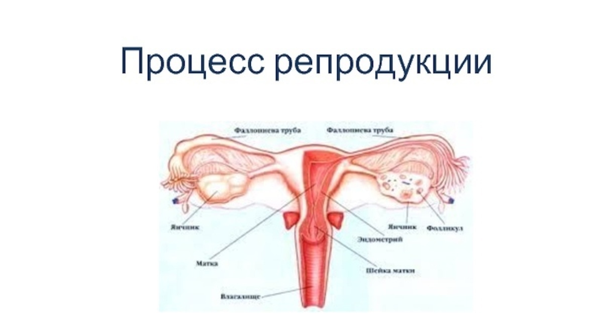 Женские и мужские органы. Мужские и женские половые органы. Строение полового органа женщины. Мужской половой орган в женском. Строение женских половых путей.