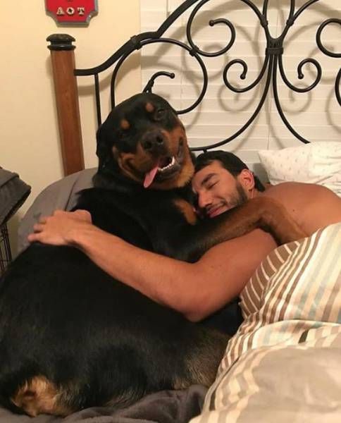 Good morning! - Morning, Dog, Rottweiler, Hugs, Milota