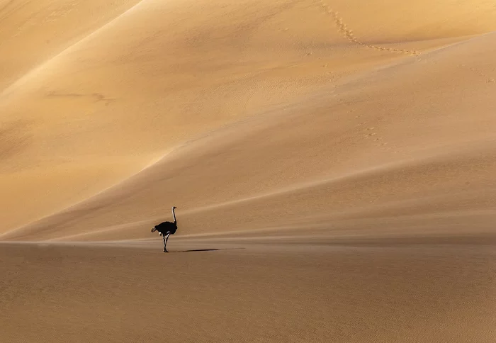 Ostrich in the desert - Birds, Ostrich, Desert, Dunes, Africa, Namibia, wildlife, The national geographic, , The photo