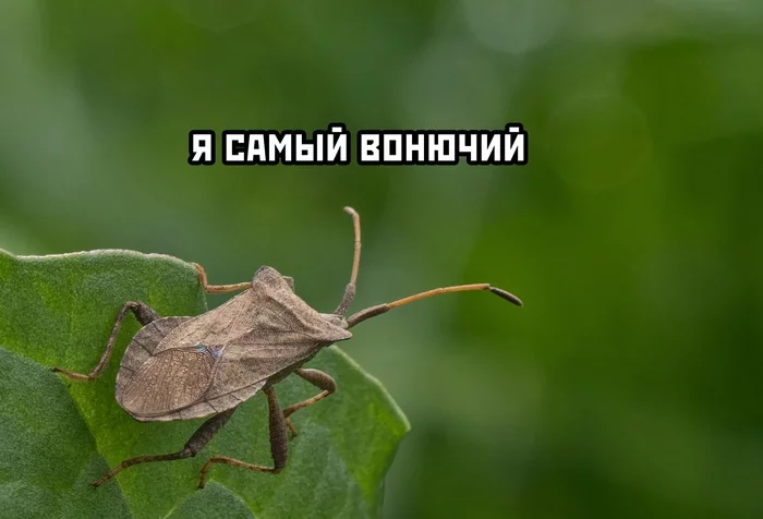 Самый вонючий - Картинка с текстом, Насекомые, Вонючка