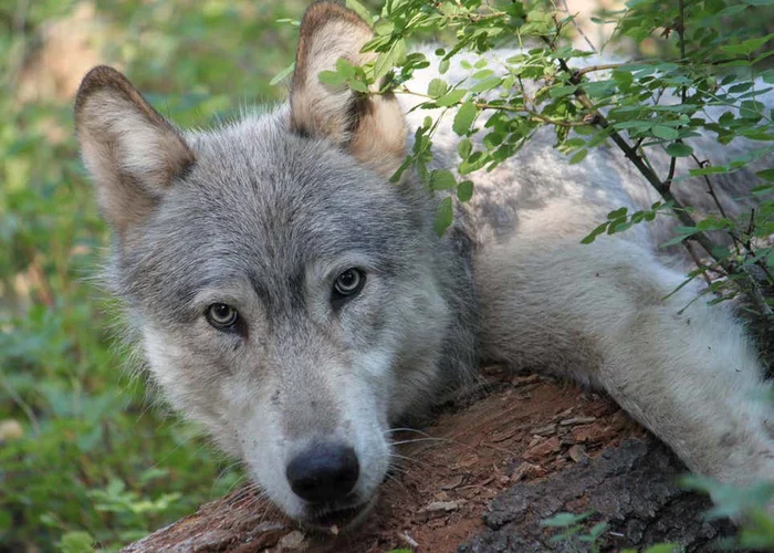 Wolves are back in Colorado - Wolf, Wild animals, Predator, wildlife, Rare view, USA, Colorado