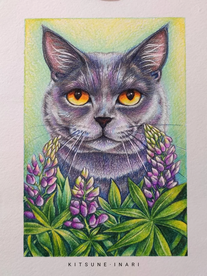 Gray cat - My, cat, Grey, Plants, Grass, Flowers, Chartreuse, British cat, Drawing, , Colour pencils, Watercolor pencils, Art, Creation, Images, Bushes, Eyes, Wool, Vibrissae, I share, Traditional art, Animals