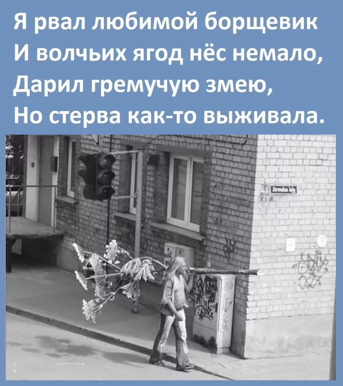 Борщевик - вместо тысячи слов - Борщевик, Картинка с текстом, Стихи, Подарки