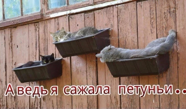 1623836100137083290.webp