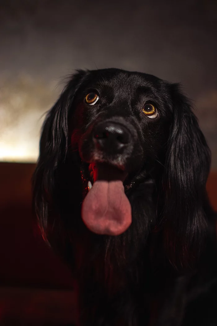 Portrait of a Friend - My, Dog, Pets