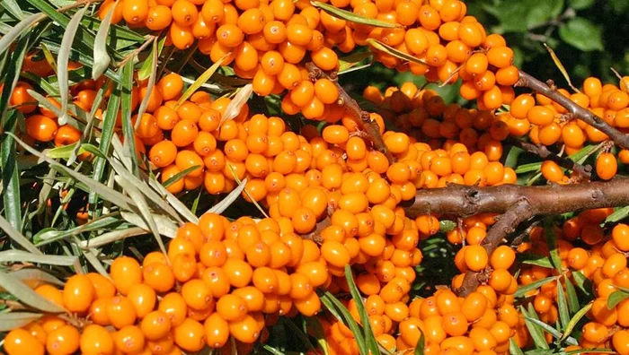 What varieties of sea buckthorn are the most delicious and fruitful - Summer, Sea buckthorn, Variety, Yandex Zen, Longpost, Dacha