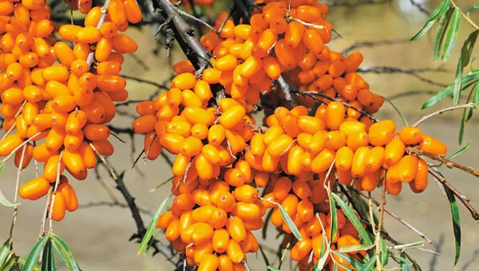 What varieties of sea buckthorn are the most delicious and fruitful - Summer, Sea buckthorn, Variety, Yandex Zen, Longpost, Dacha