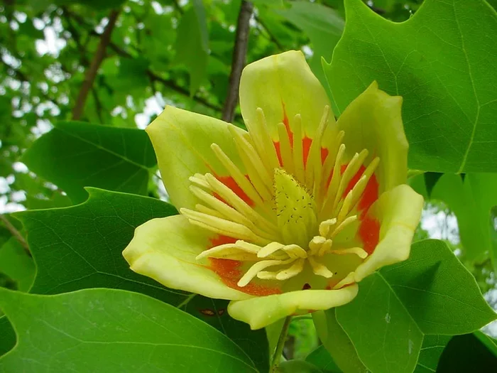 Tulip tree that does not care about frost - Plants, Tree, Longpost, Yandex Zen, Tulip tree