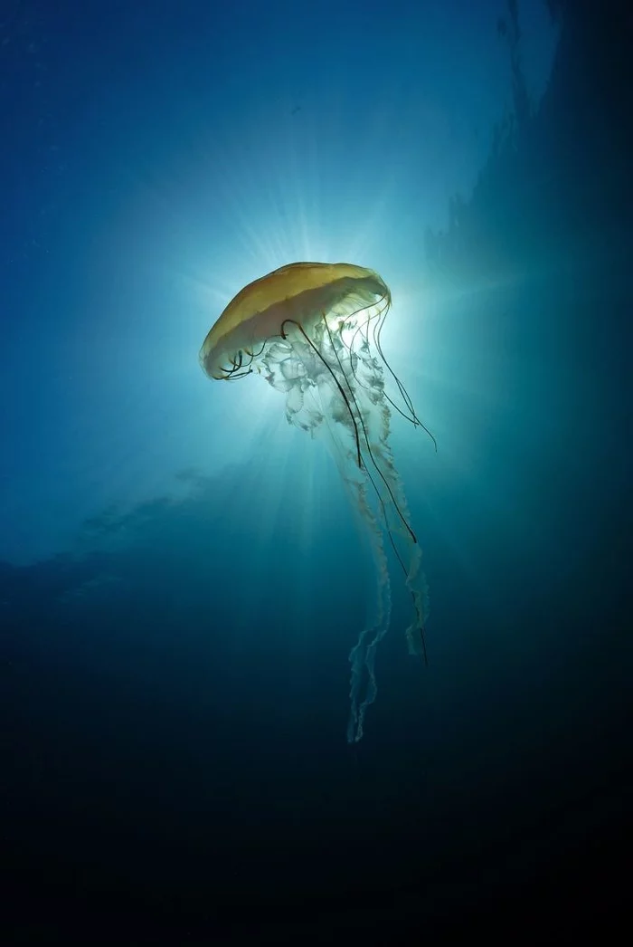 Sea beauty - Jellyfish, Sea, Ray, The sun, The photo