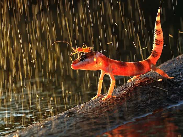 I would like to go home... - Lizard, Gecko, Reptiles, Rain, Insects, The photo, wildlife