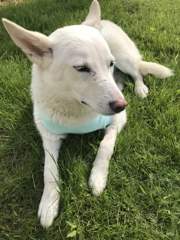 Astrid resting after sterilization - My, Dog, Pets, Cur, Sterilization, Relaxation, Summer, Longpost