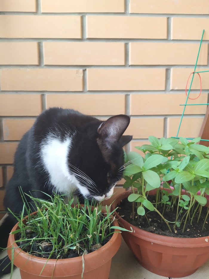 ����� ������ ��������. ���������� ������� ����� �������� ��������