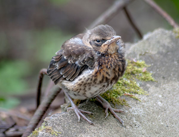 THROZD-ROABINNIK - My, The photo, Birds, Thrush, Longpost