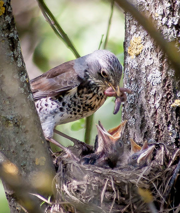 THROZD-ROABINNIK - My, The photo, Birds, Thrush, Longpost