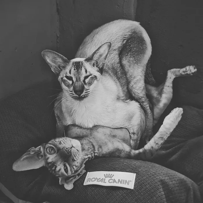 Catpost #2 - My, cat, Oriental cats, Cornish Rex