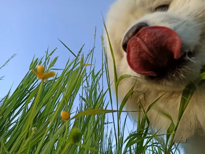 Best friend - My, Samoyed, The photo, Dog, Good mood, Nature