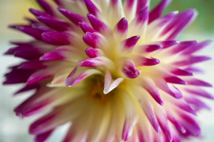 Our flowers on site - Longpost, Nature, The photo, Flowers, My