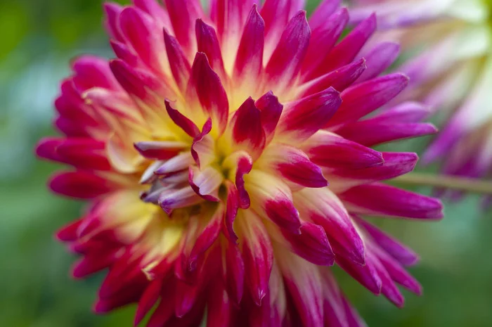 Our flowers on site - Longpost, Nature, The photo, Flowers, My