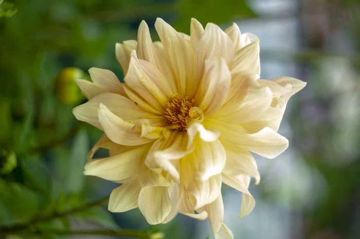 Our flowers on site - Longpost, Nature, The photo, Flowers, My