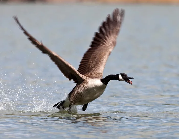 Canadian Goose: It is better not to approach him. A bird with a high level of aggression - Birds, Animals, Гусь, Canada goose, Animal book, Yandex Zen, Longpost