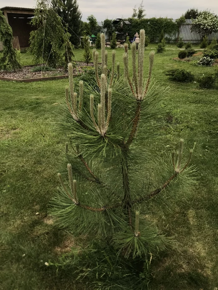 Black pine (pinus nigra) - Pine, Conifers, Gardening, Summer