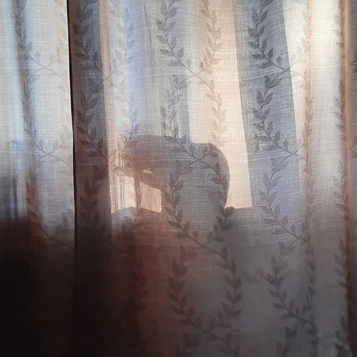 ����� ����