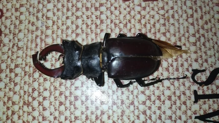 Stag beetle - My, Deer Beetle, Red Book