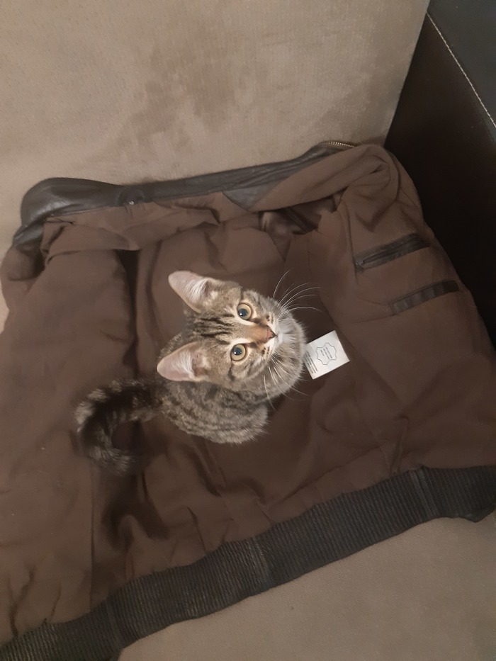 Котенок ищет дом, г.Нур-Султан