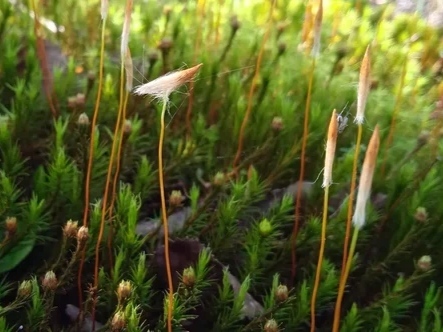 Moss - My, Mobile photography, Tundra