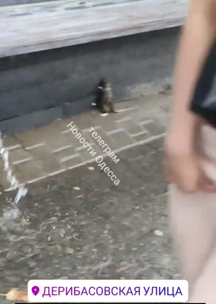 Одесса тонет, но шутит... про не те коллекторы, и жалеет крысу, которая ищет свой корабль