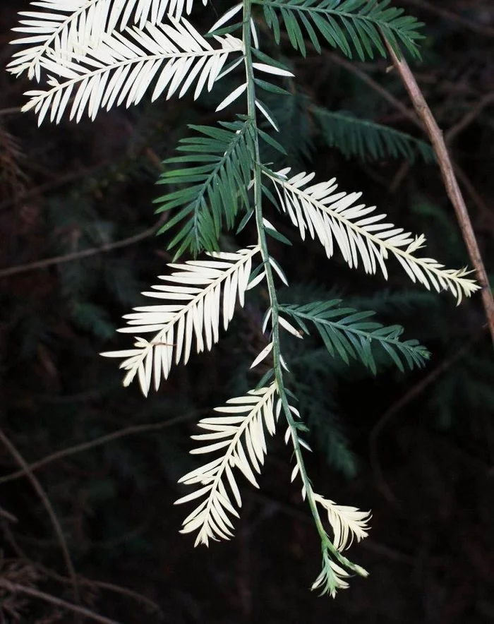 Whoa - Guessed, Albino, Plants, Nature, A life, Longpost