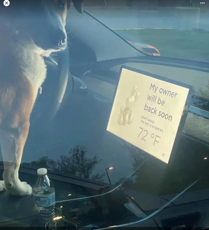 The right to break the glass of someone else's car - Dog, Auto, The photo, Tesla