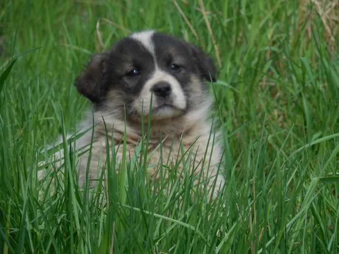 Severe dogs from Yamal - My, Tundra, North, Dog, Puppies, The Bears, Watch, New Urengoy, Milota, , The photo, Photographer, Video, Longpost