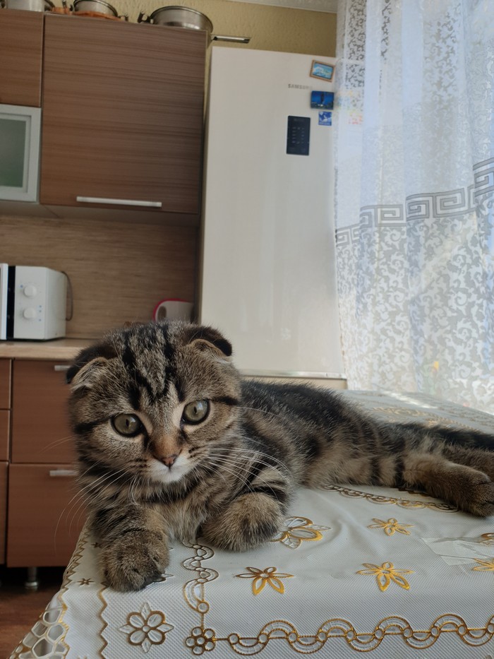 Мой новый Лео