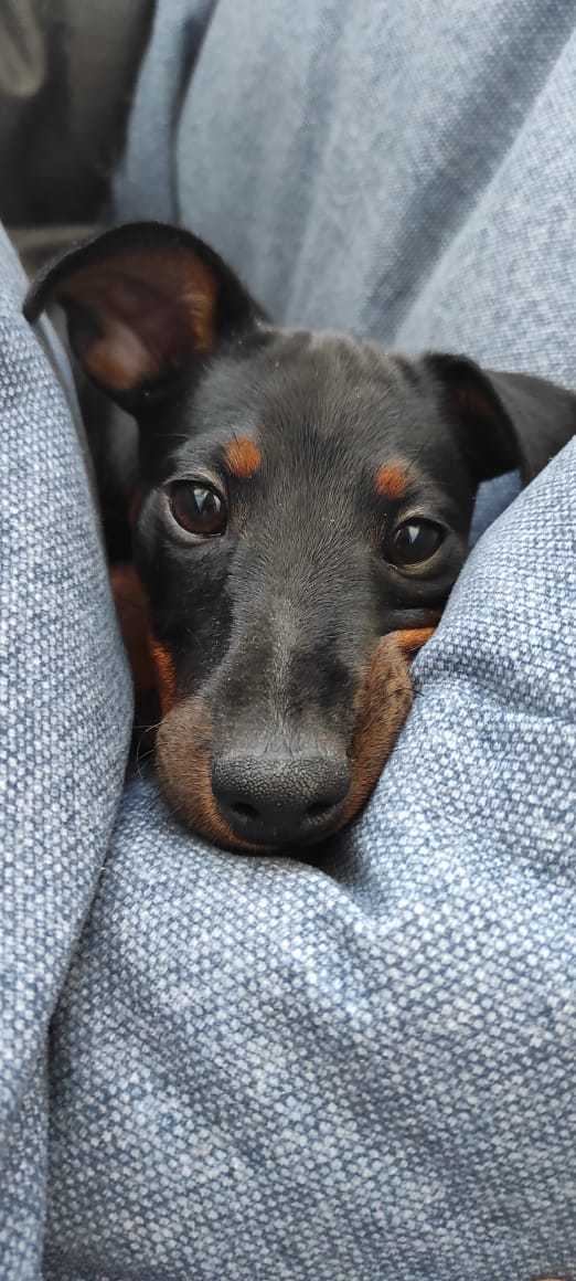 Cutie in your feed - My, Puppies, Miniature pinscher, Sight, Milota, Dog