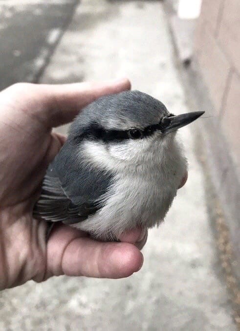 Nuthatch - Nuthatch, Birds, Kindness, Longpost, Twitter, Positive