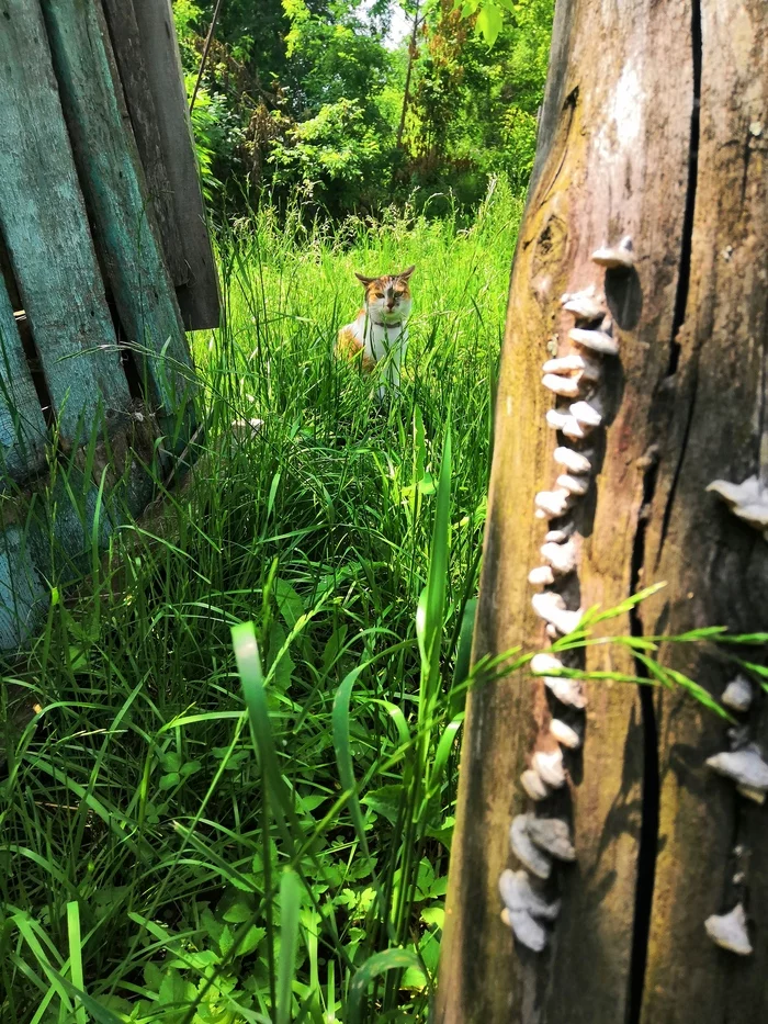 Salad of greens, mushrooms and cat - My, Mobile photography, Tricolor cat, Mushrooms, cat