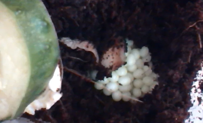 I became a grandmother! - My, Achatina, Snail