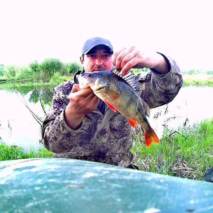 I swam for a pike, and there ..... !!! - My, Fishing, Perch, Spinning, Spoon, Video, Longpost, Video blog