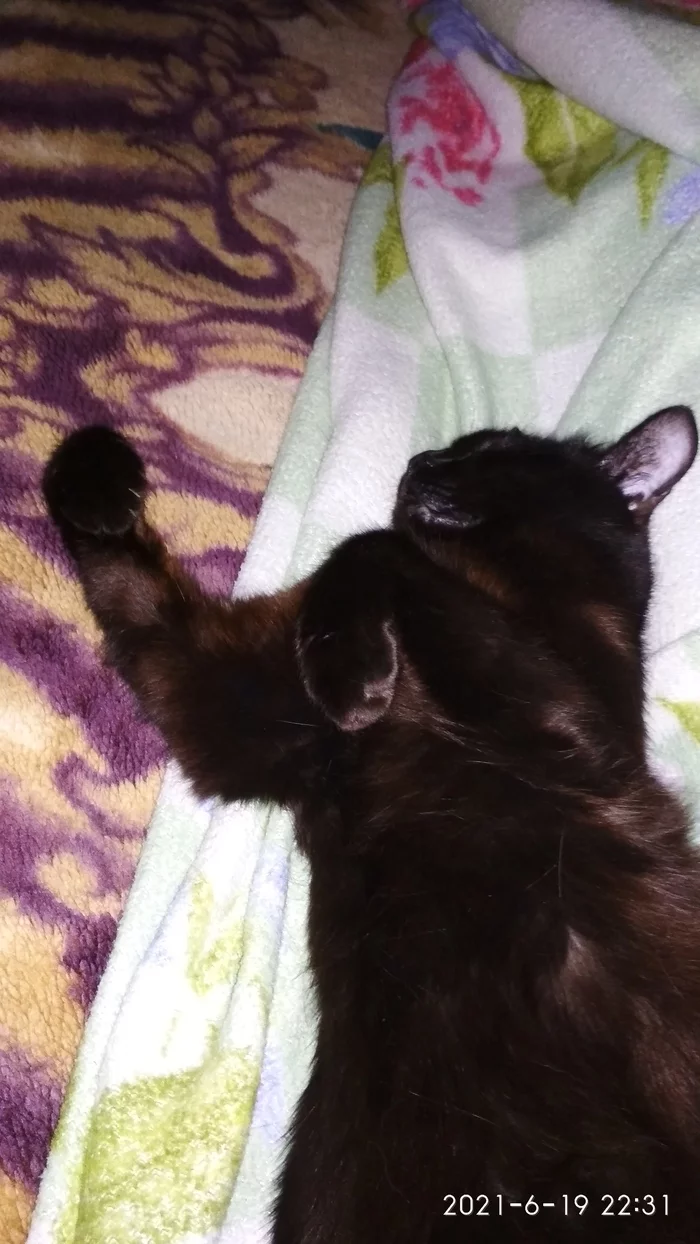 When you dream of karate - Black cat, In a dream, cat, Milota