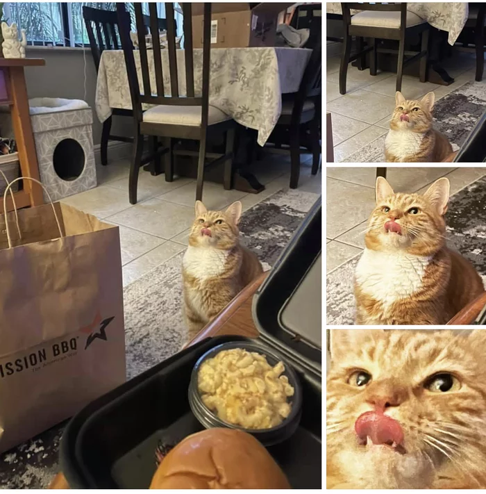 Give - cat, Bon Appetit