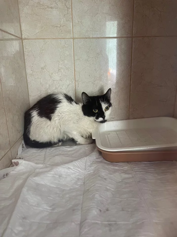 Found a cat in Moscow, SVAO - Moscow, Found a cat, Animals, Pets, Lost, Search for animals, cat, No rating, Longpost