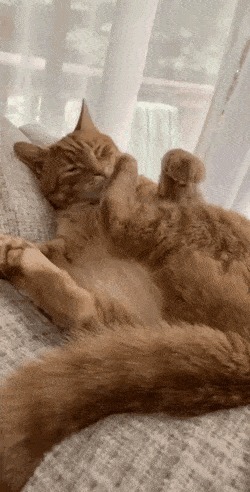 Полдюжины гифок с кошками Кот, Гифка, Милота, Длиннопост
